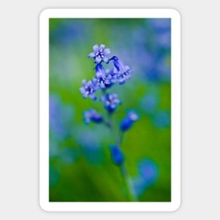 Bluebells Sticker